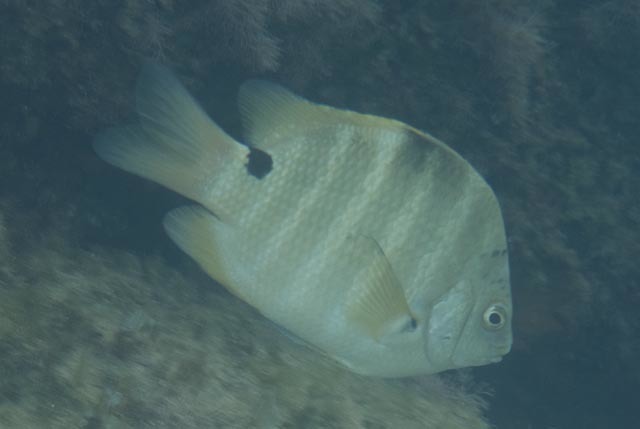 Black-spot Sergeant