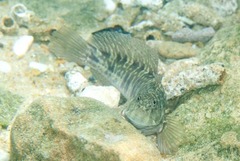 Istiblennius dussumieri