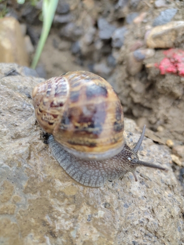 Garden Snail