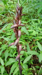 Eulophia zollingeri