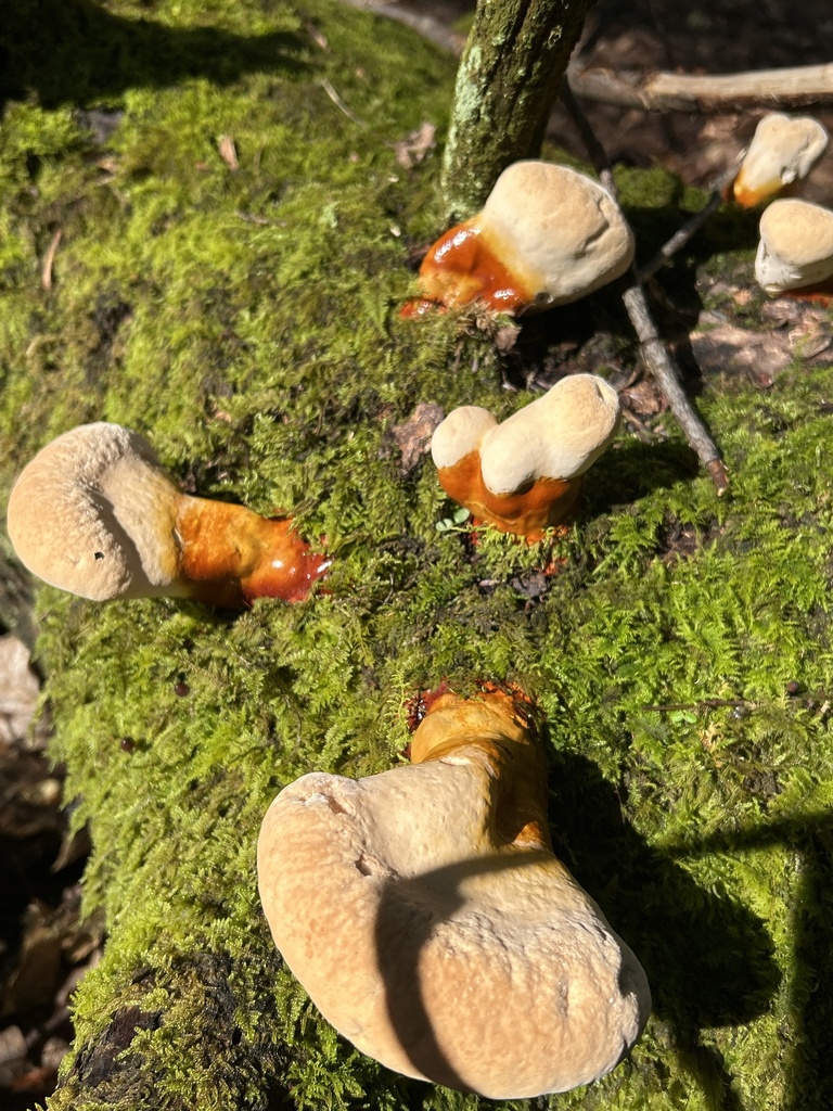 Ganoderma tsugae