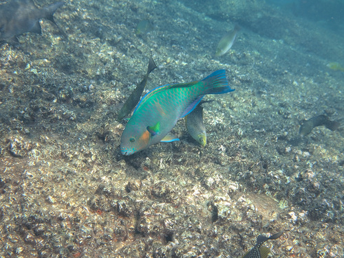 Scarus rivulatus