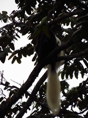Colobus caudatus