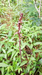 Eulophia zollingeri