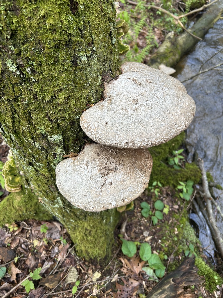 Fomitopsis betulina · May 2026 · photo: © andreakautz (iNaturalist, cc0)
