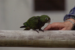 Bolborhynchus lineola