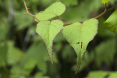 Actinidia kolomikta