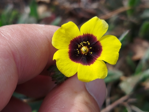 Tuberaria globulariifolia, photograph 2