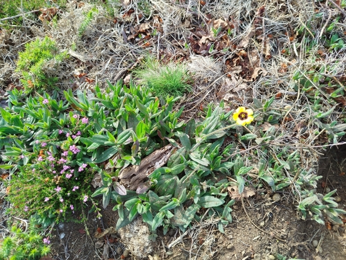 Tuberaria globulariifolia, photograph 3