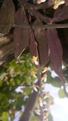 Robiquetia ligulata