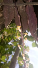 Robiquetia ligulata