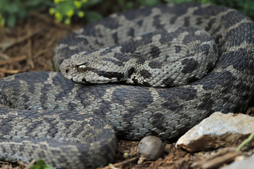 Mount Bulgar viper