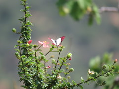 Colotis celimene celimene
