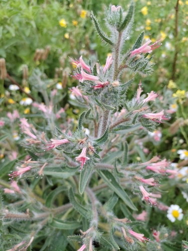Echium asperrimum