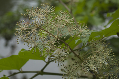Aralia cordata sachalinensis