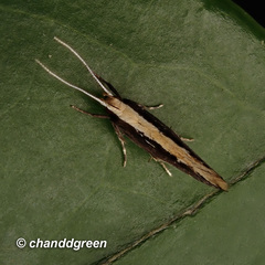 Labdia oxychlora