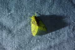 Symphlebia