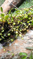 Bulbophyllum mucronatum