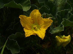 Cucurbita foetidissima