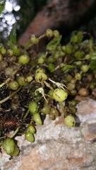 Bulbophyllum mucronatum