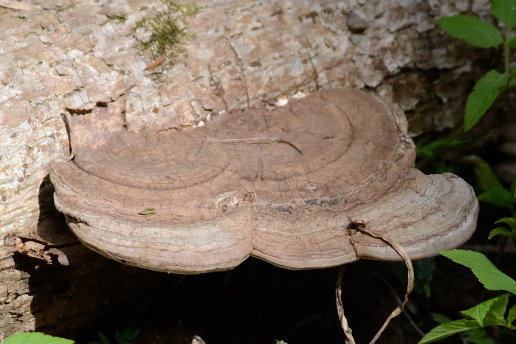 Ganoderma applanatum · May 2026 · photo: © fyodorp (iNaturalist, cc-by)