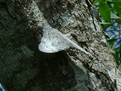 Hamadryas glauconome