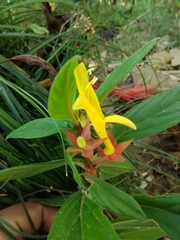 Columnea sulfurea