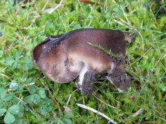 Dissingia leucomelaena