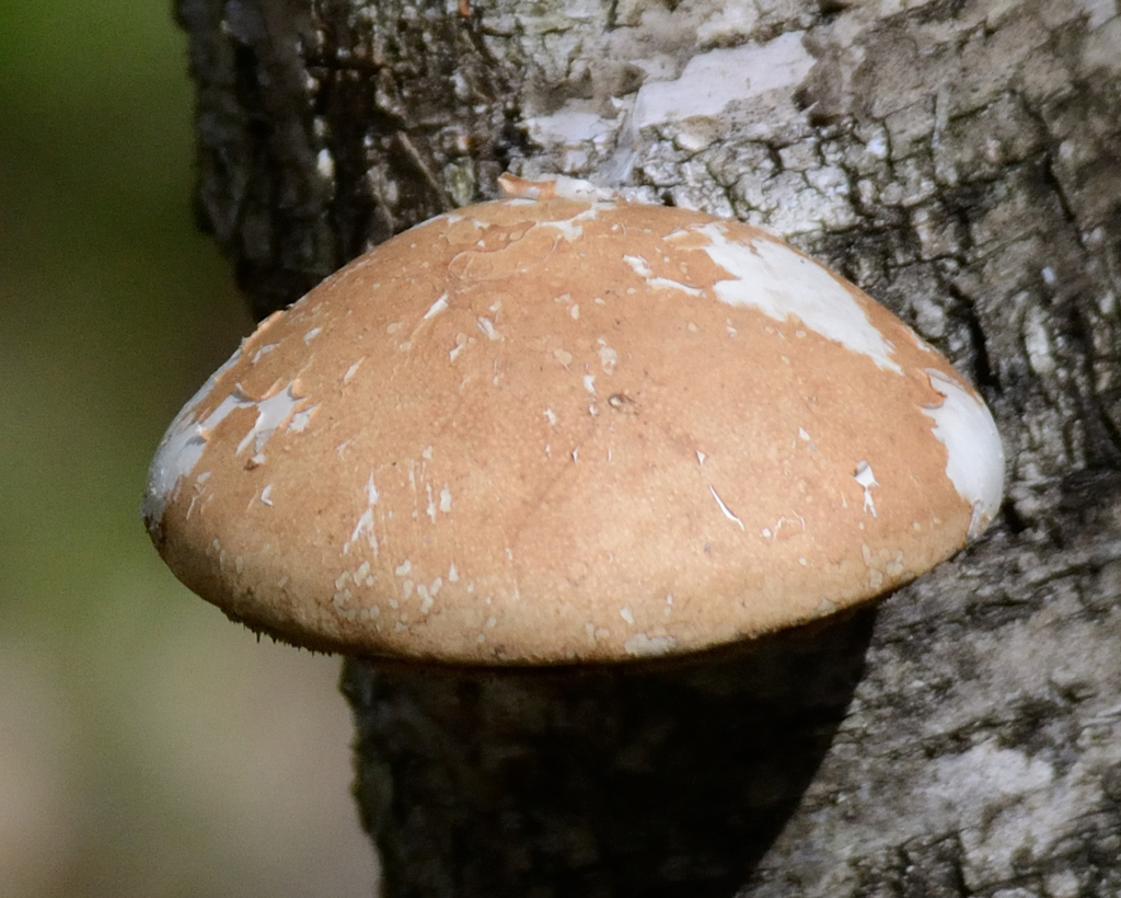 Fomitopsis betulina · May 2026 · photo: © fyodorp (iNaturalist, cc-by)