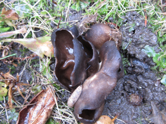 Dissingia leucomelaena