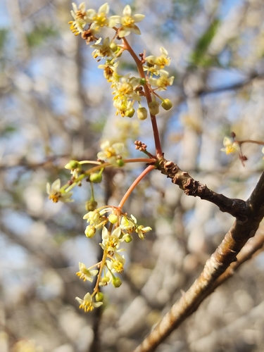 Bursera karsteniana Engl. 2