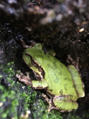 Hyla japonica