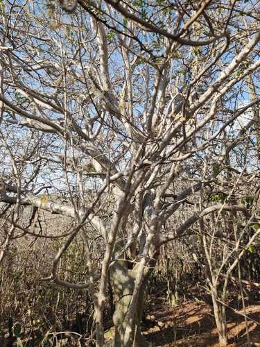 Bursera karsteniana Engl. 3