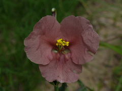 Commelina scabra