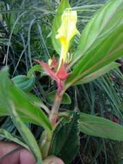Columnea sulfurea