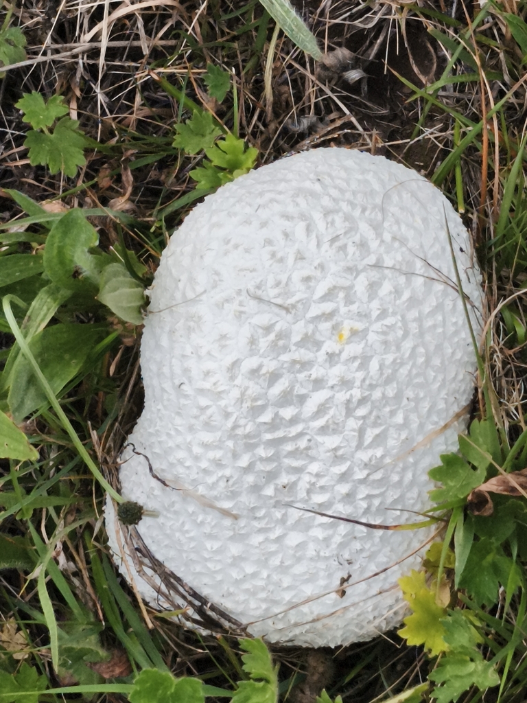 Lycoperdon utriforme · May 2026 · photo: © jose_castro (iNaturalist, CC)