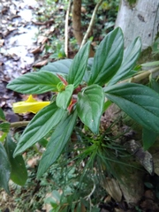 Columnea sulfurea