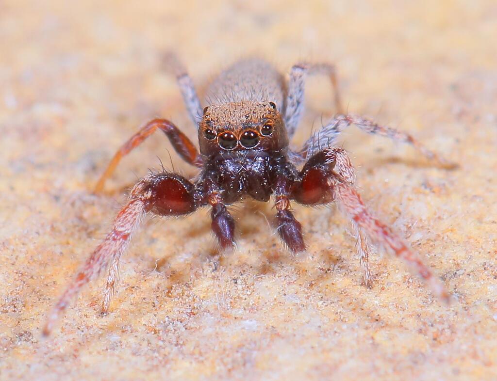 Terralonus shaferi