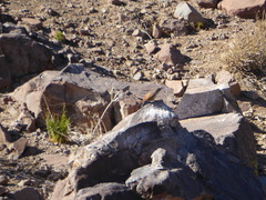 Ochetorhynchus melanurus