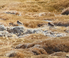 Phegornis mitchellii