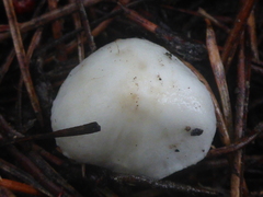 Inocybe geophylla