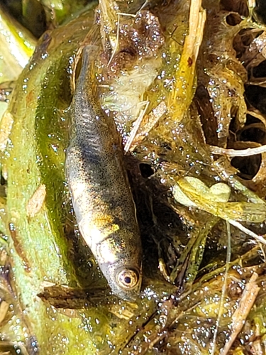 Ninespine Stickleback, 8316 PR Marknesse, Nederland, photo 7 of 10