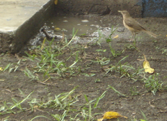 Turdus grayi