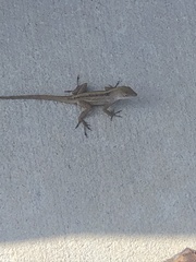 Anolis sagrei