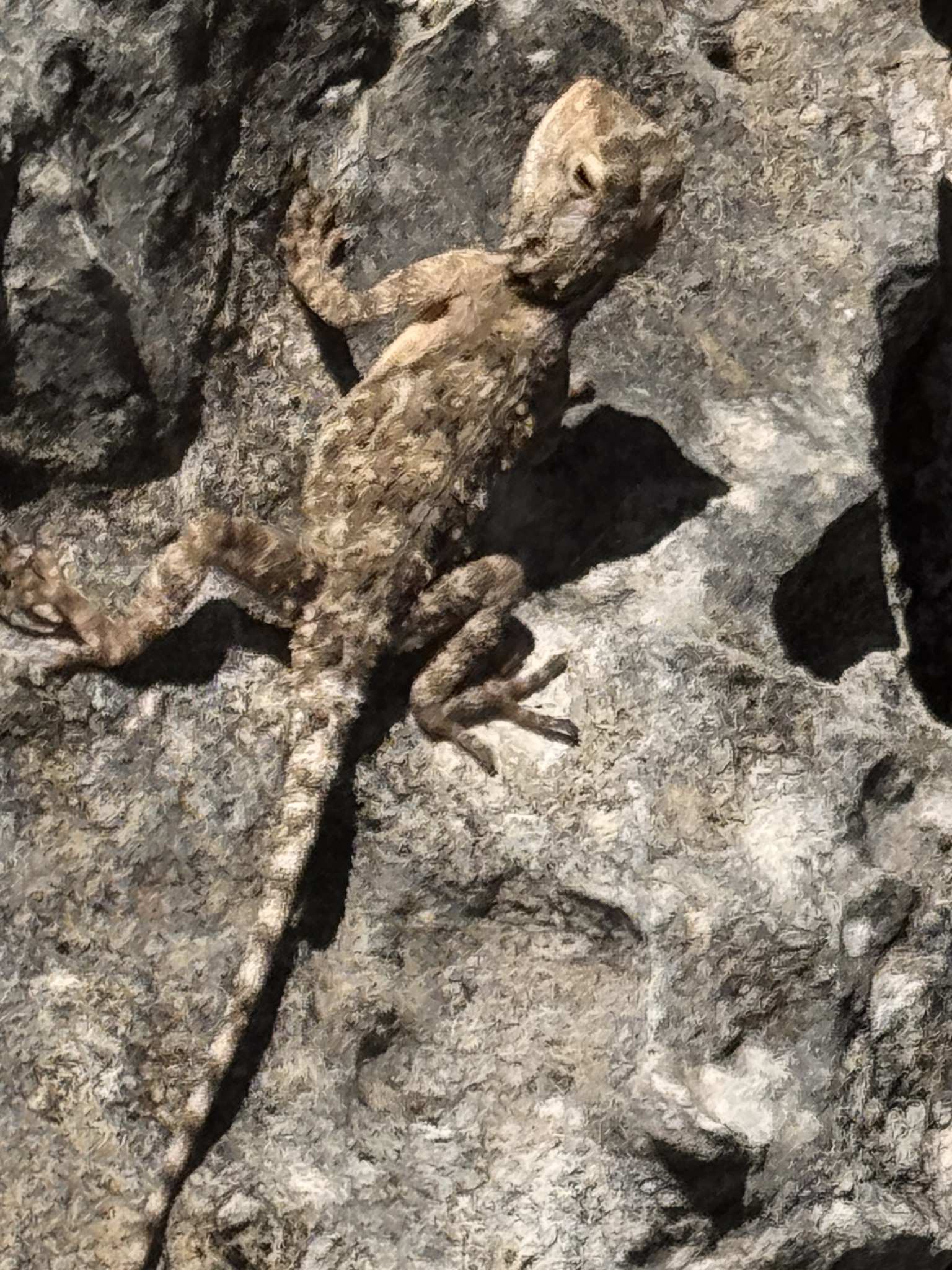 Agama aculeata Merrem, 1820