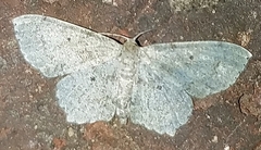 Scopula compensata