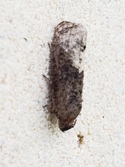 Ecdytolopha