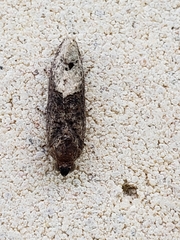Ecdytolopha