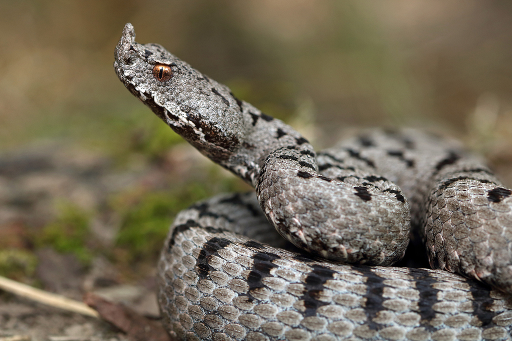 Vipera meridionalis, photo 1 of 8