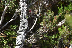 Drysdalia coronoides